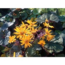 Ligularia, Golden groundsel