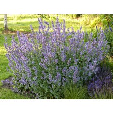 Catmint