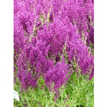Meadow sage