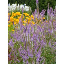 Culver's root