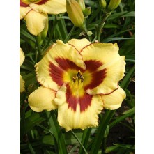 Daylily