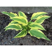 Hosta