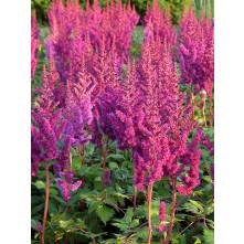Chinese astilbe, False spirea