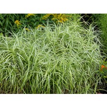 Palm sedge