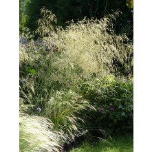 Tufted Hair Grass