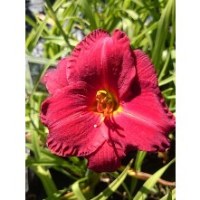 Daylily