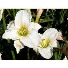 Daylily