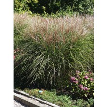 Maiden grass, Chinese silver grass