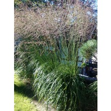Tall moor grass