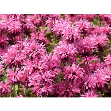 Bee balm, bergamot