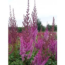 Chinese astilbe, False spirea