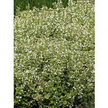 Lesser calamint