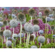 Great globe thistle