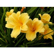 Daylily