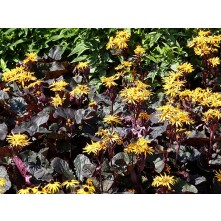 Ligularia, Golden groundsel