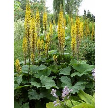 Siberian ligularia