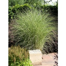 Maiden grass, Chinese silver grass