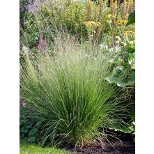 Purple moor grass