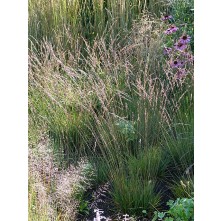 Purple moor grass