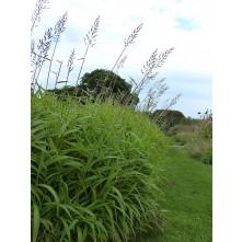 Frost grass