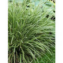 Variegated sedge