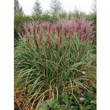 Maiden grass, Chinese silver grass
