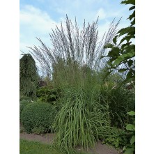 Tall moor grass