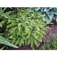 Northern maidenhair fern