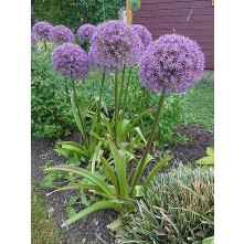 Ornamental Onion