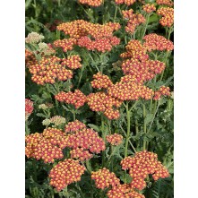 Yarrow