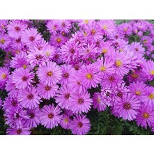 Michaelmas daisy