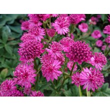 Greater masterwort