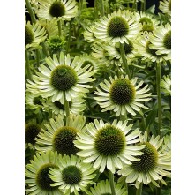 Coneflower