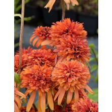 Coneflower