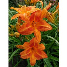 Daylily