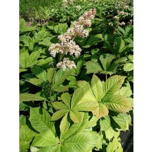 Rodgersia