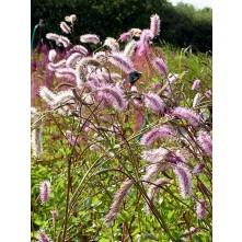 Japanese bottlebrush (burnet)