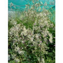 Meadow rue