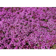 Red creeping thyme