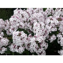 Garden phlox