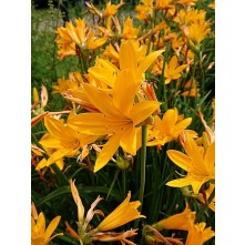 Amur daylily