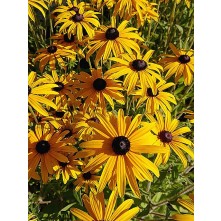 Black-eyed Susan, Orange coneflower