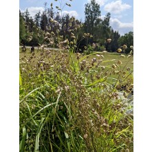 Quaking grass