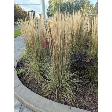 Feather reed grass