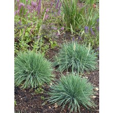 Grey-blue koeleria