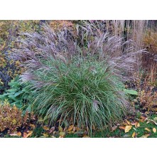 Maiden grass, Chinese silver grass
