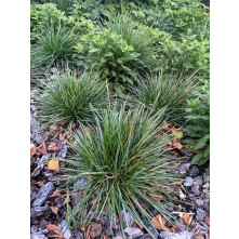 Blue moor grass