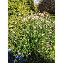 Blue-green moor grass