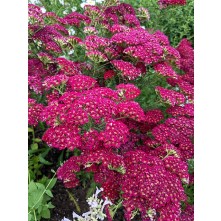 Yarrow