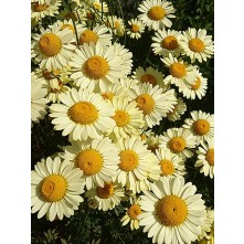 Dyer's chamomile